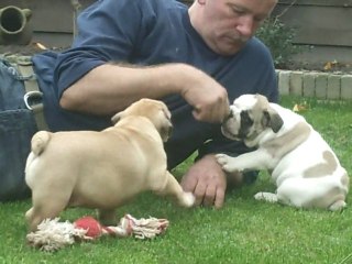 KINIBOX BULLDOGS pups 8 weeks