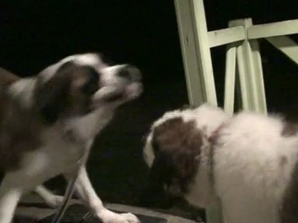 Diabolo, Goliath et Friska à Vallières