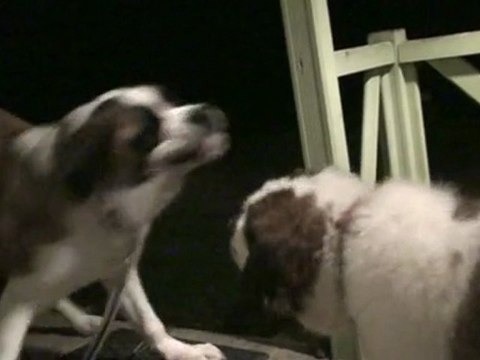 Diabolo, Goliath et Friska à Vallières