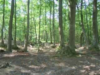 jump mountain board "maison"