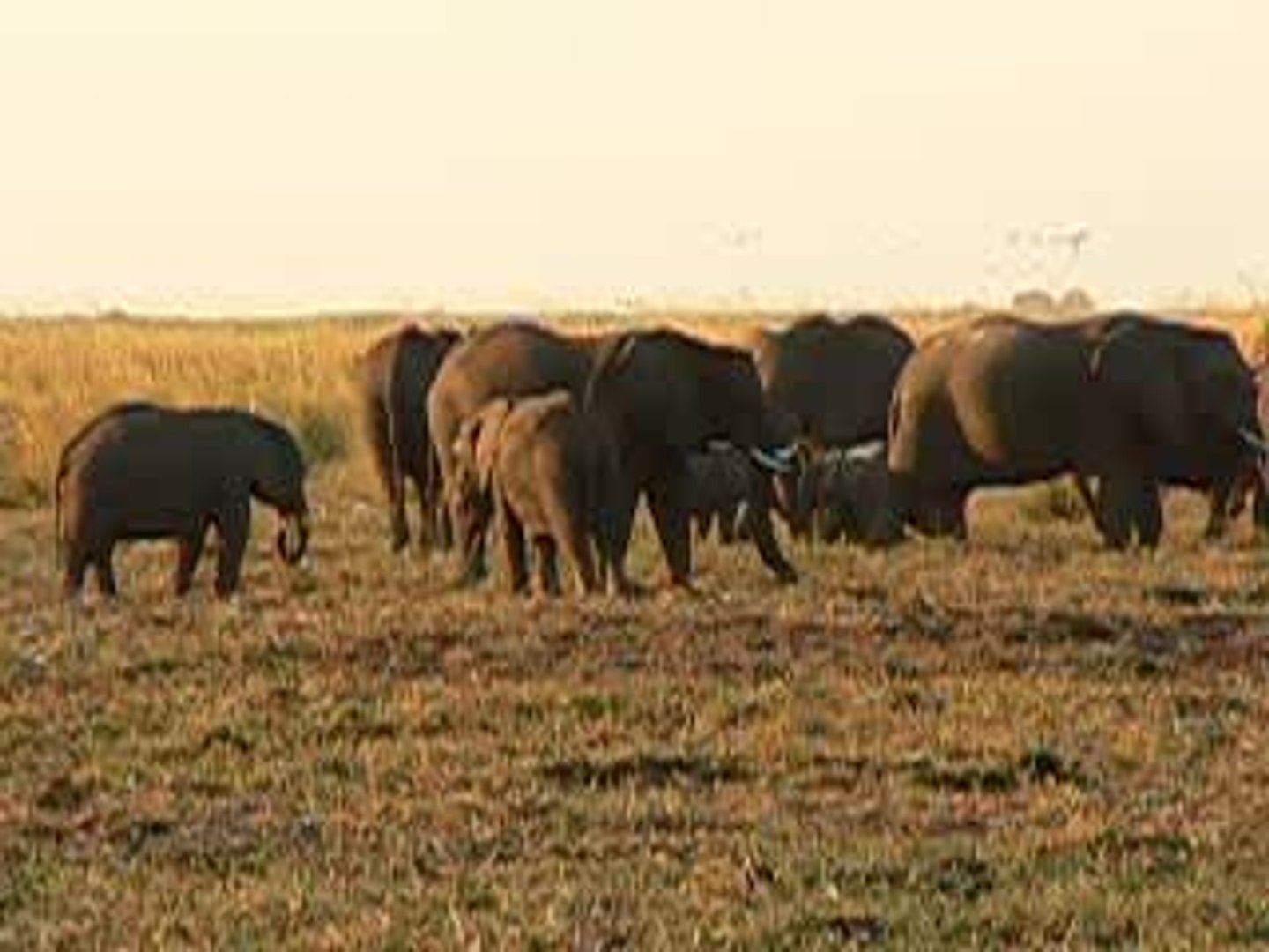 ⁣botswana-elephants-parc-chobe