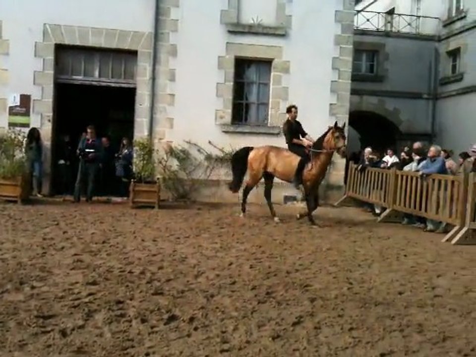 Akhal Teke Sha Nameh vk