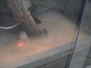 Patafouin le dragon d'eau prend son bain