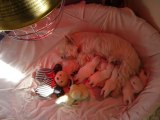 Chiots  WESTIE à 8 jours en pleine tétée