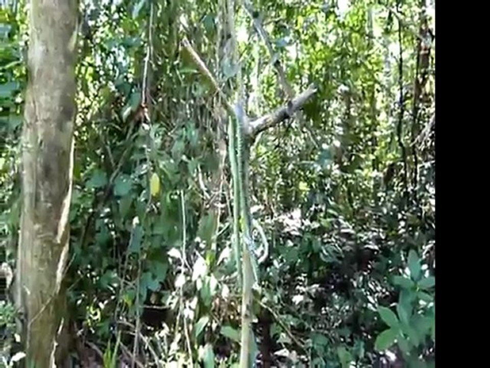 chrysopelea paradisi - preparation de saut