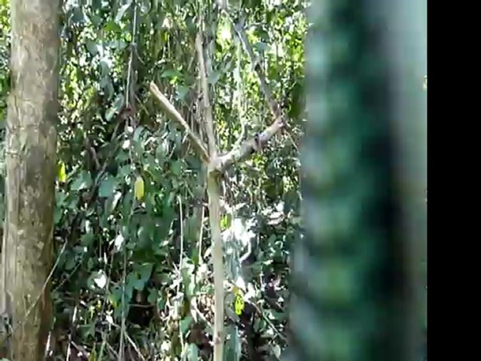 chrysopelea paradisi jump camera