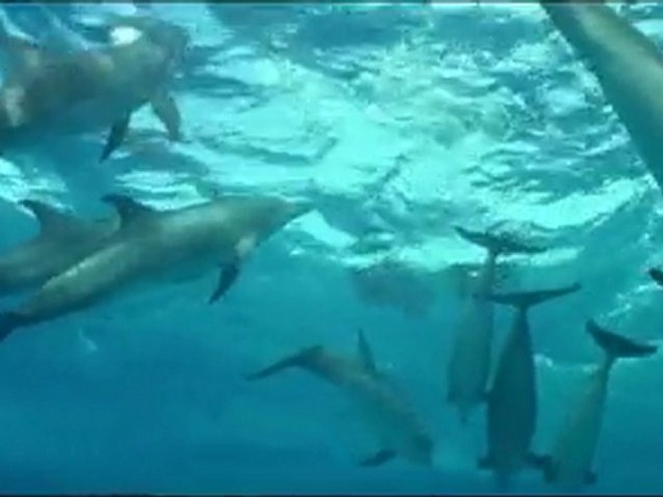 Luc Besson's Le Grand Bleu (1988) ~ ❤Cruise of the Dolphin❤