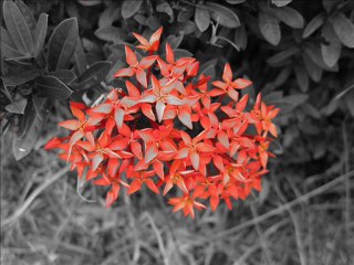 Canon S100 (Flowers in Color Accent Mode)