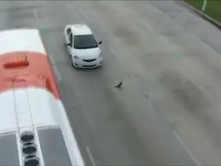 Le pigeon et l'autoroute américaine الحمامة والطرق السريعة الأمريكية