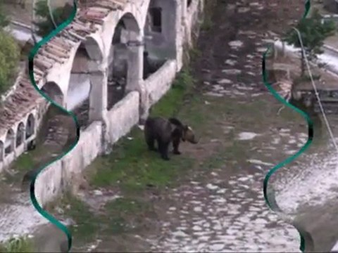 Ours brun Marsicain (Italie, septembre 2011)