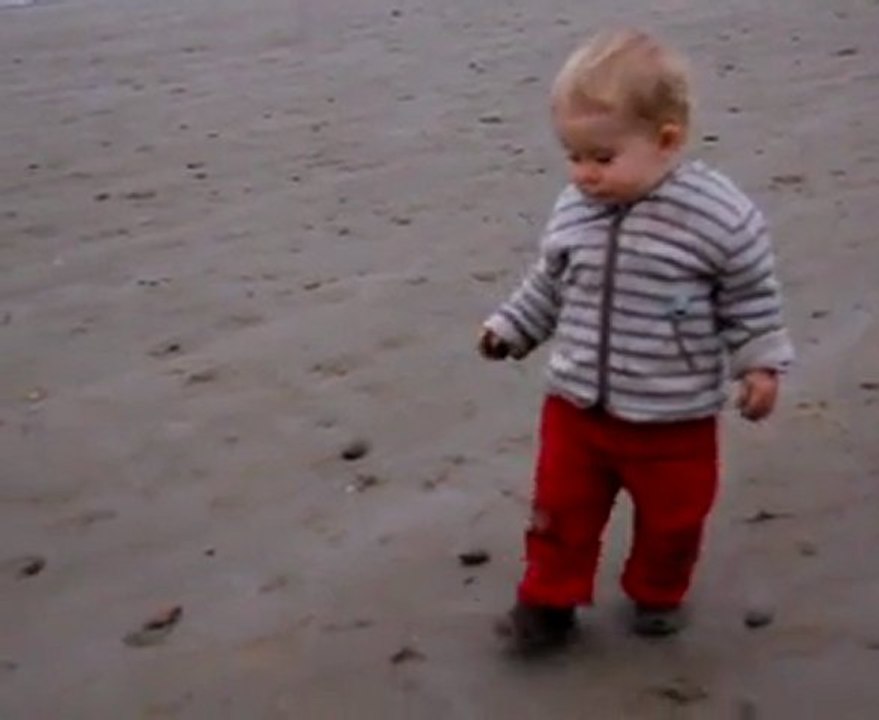 Martin sur la plage