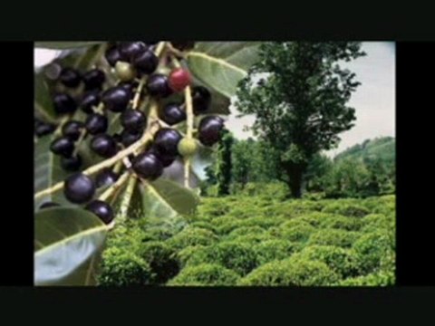 Yağmurun Memleketi Rize