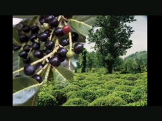 Yağmurun Memleketi Rize