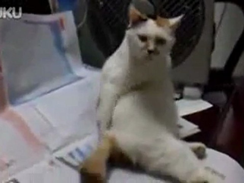 0398 - Chat se gratte le dos