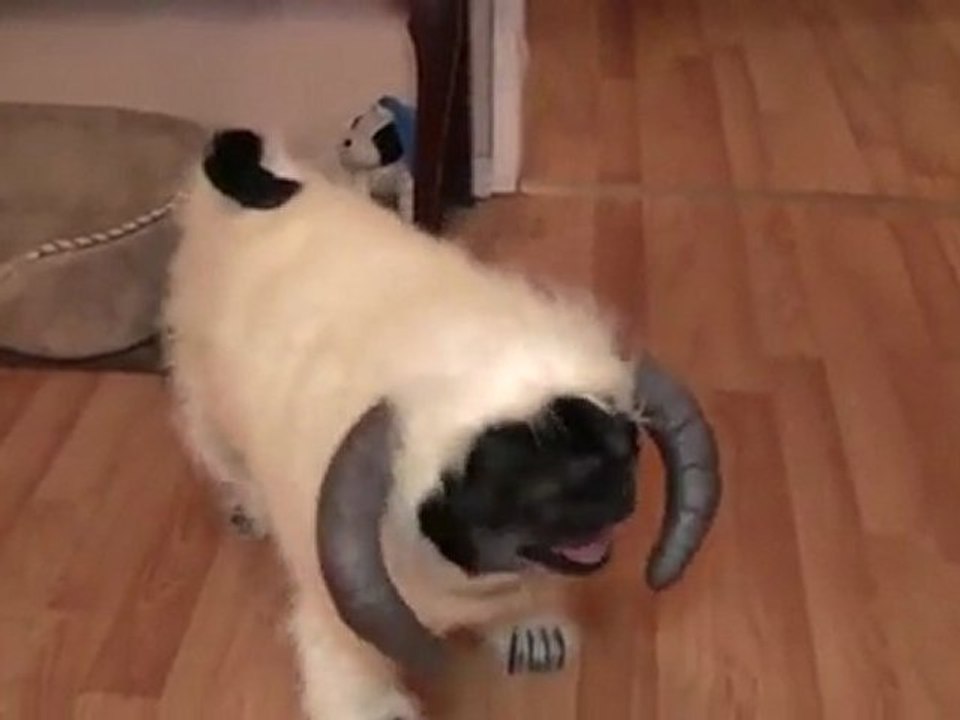The Wam Pug