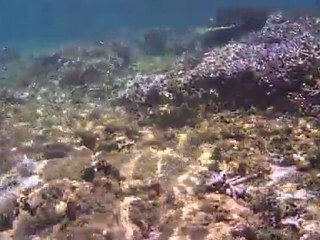 14 baignade saint pierre poisson trompette aulostomus chinesis