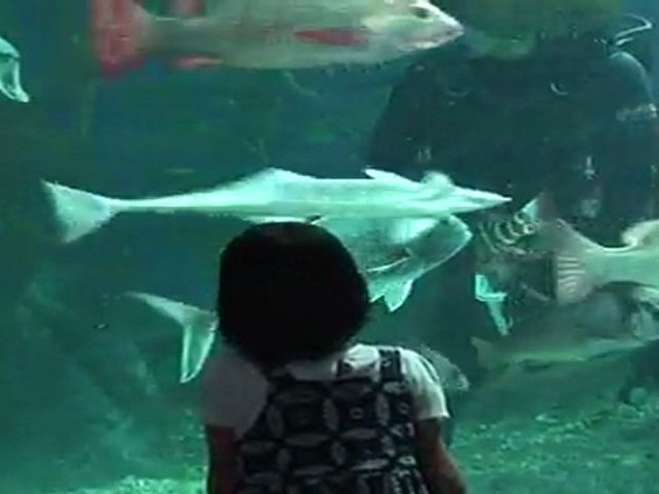 Siam Paragon Aquarium, Bangkok, Thailand