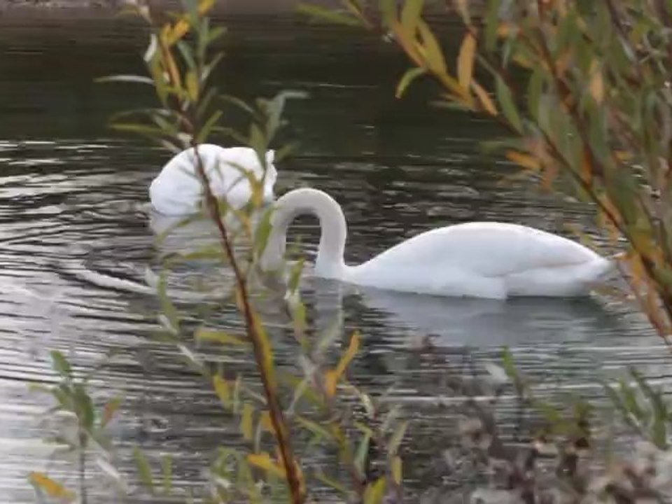 un couple de cygnes à la Haute-Ile