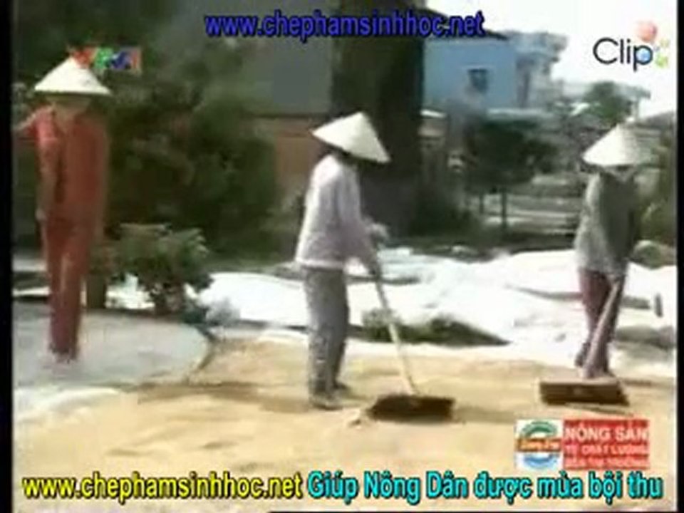 lua dong xuan dc mua
