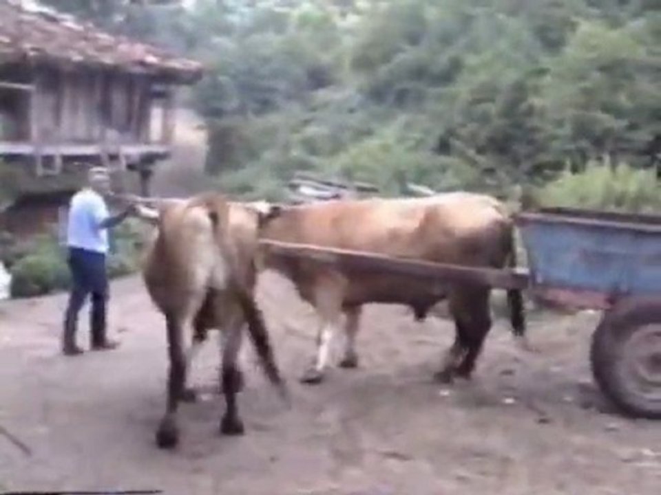 Los Tamara - O Home E A Terra