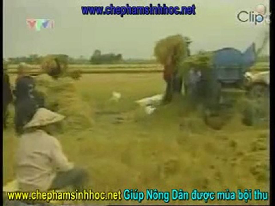 lúa đông xuân được mùa - nông dân yên tâm sản xuất