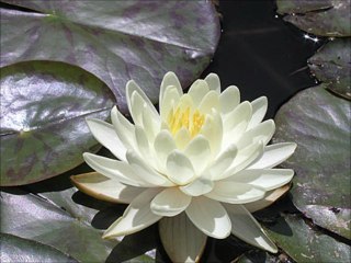 NİLÜFER - İNTİZAR