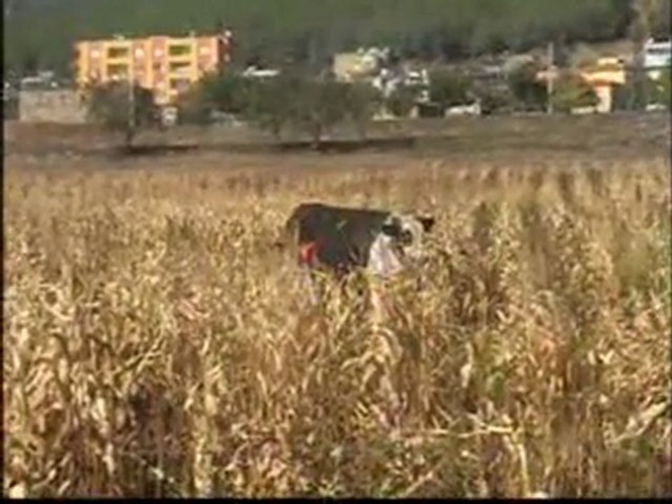 061011_GAZIANTEP_KACAN_BOGA_OPERASYONU_BS