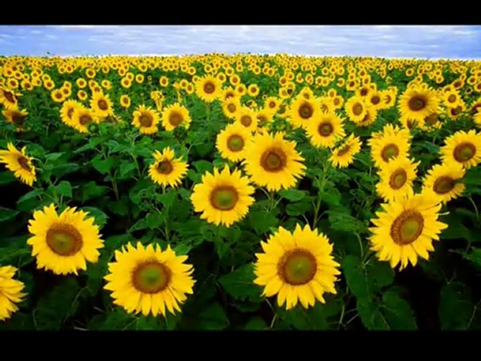 Les Beatles et la franc-maçonnerie 1sur3