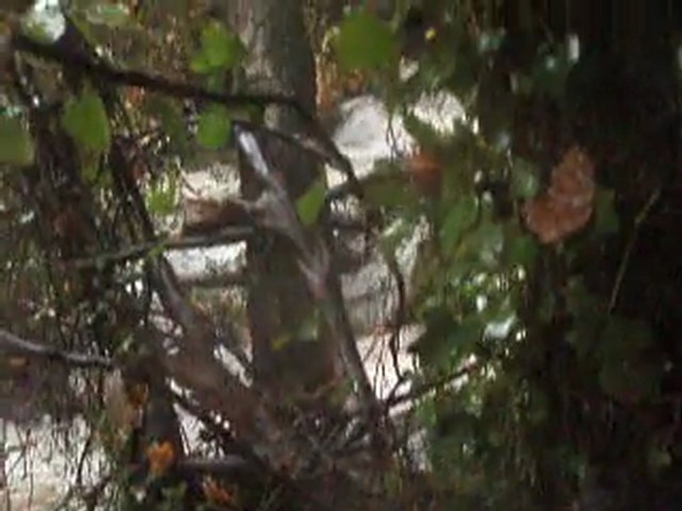 Deluge Video 05-11-2011 07 (planesselve chute d'eau)