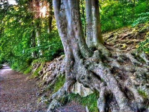 Composition Dans tes rêves !!