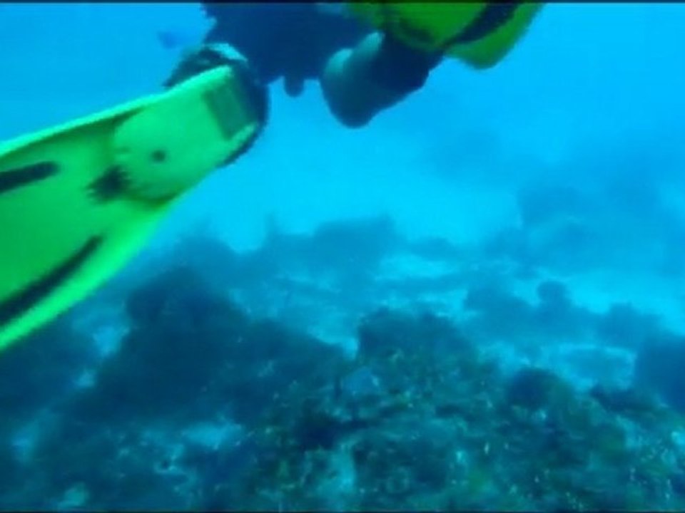 L'épave du Halli Burton, Utila