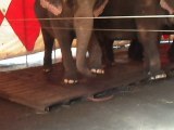 Les éléphants du cirque Arlette Grüss