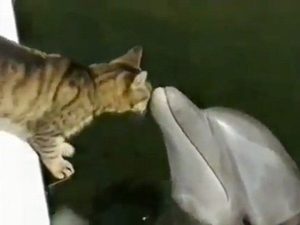 Gatinho e golfinho ficam amigos