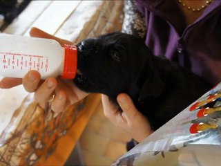 Les chiots de la Péninsule d'Avalon 3-4 semaine : la vie est un long fleuve tranquille.