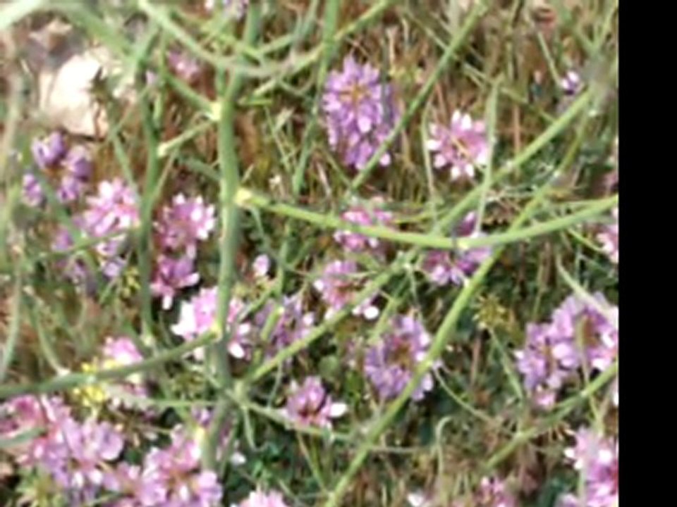 Nedim varol, Tufanbeyli, ADANA, ( belediyeciler.2011)