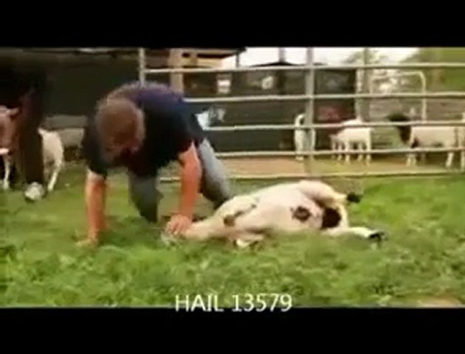 Au takbir les animaux se soumettent الحيوانات تستسلم للذبح عند التكبير.