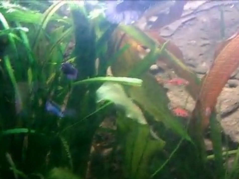Aquarium - Betta splendens