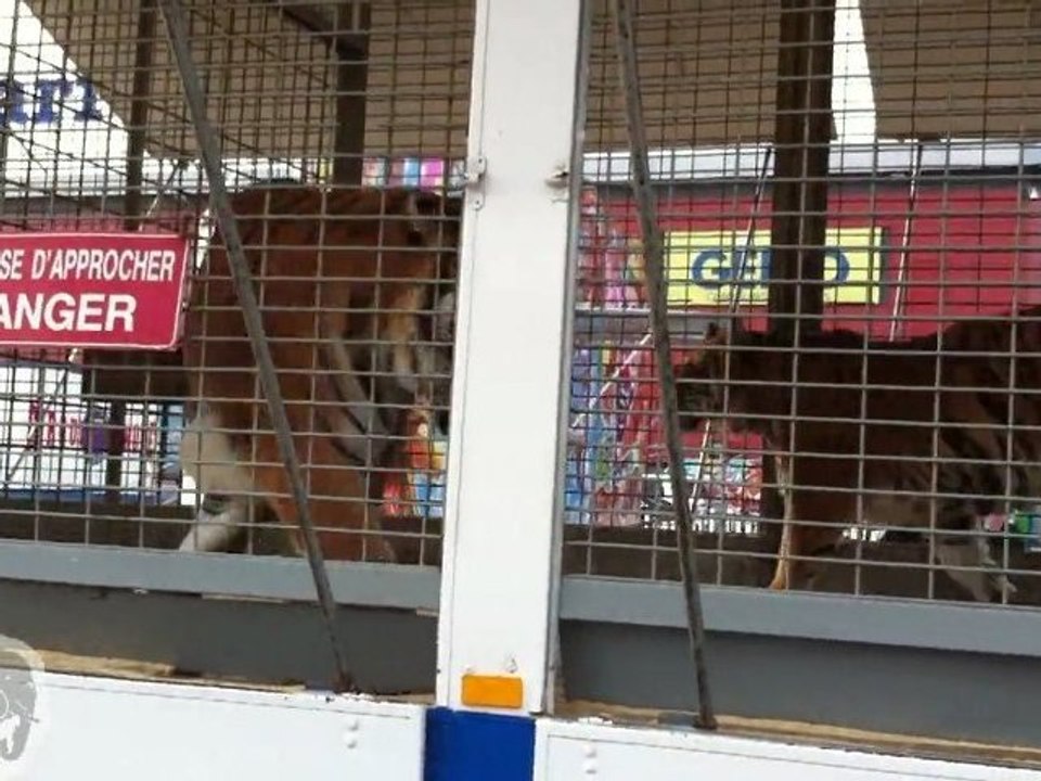 Carrefour complice des cirques