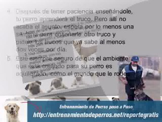 Como Entrenar a un Perro