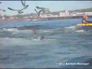 Surfer almost becomes whale food