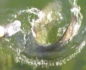 Attelage de silures entre amis