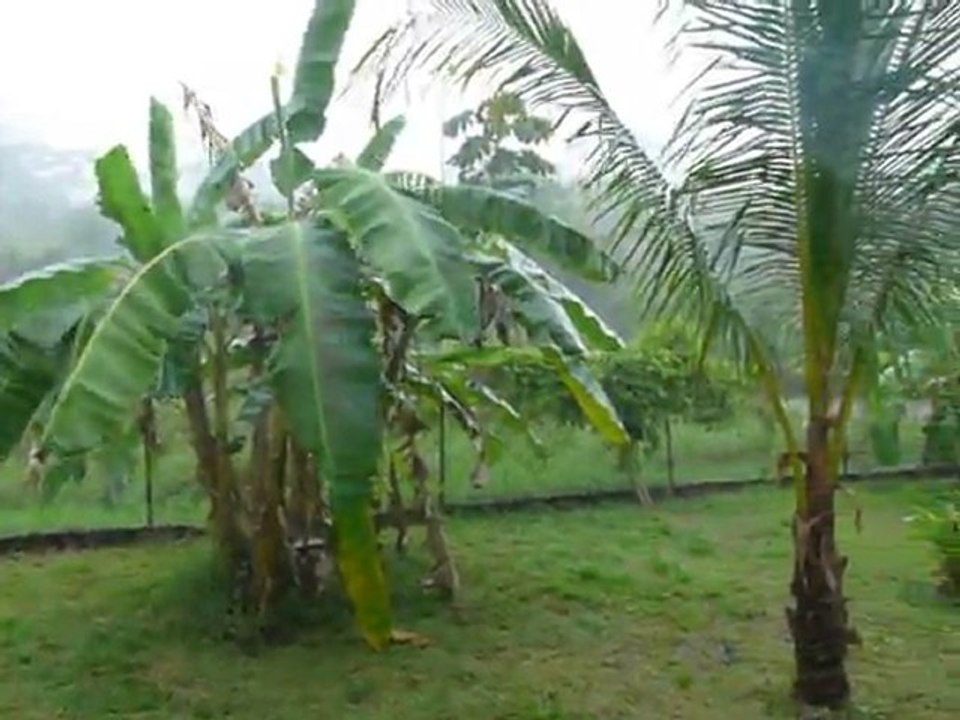 Pluie en Guyane