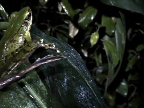 Docu_Arte_Les animaux à sang froid - Les rois de la métamorphose_Mar 14 déc 2010