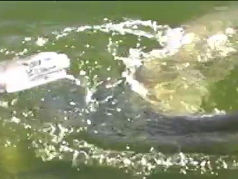 Pêche de silures entre amis