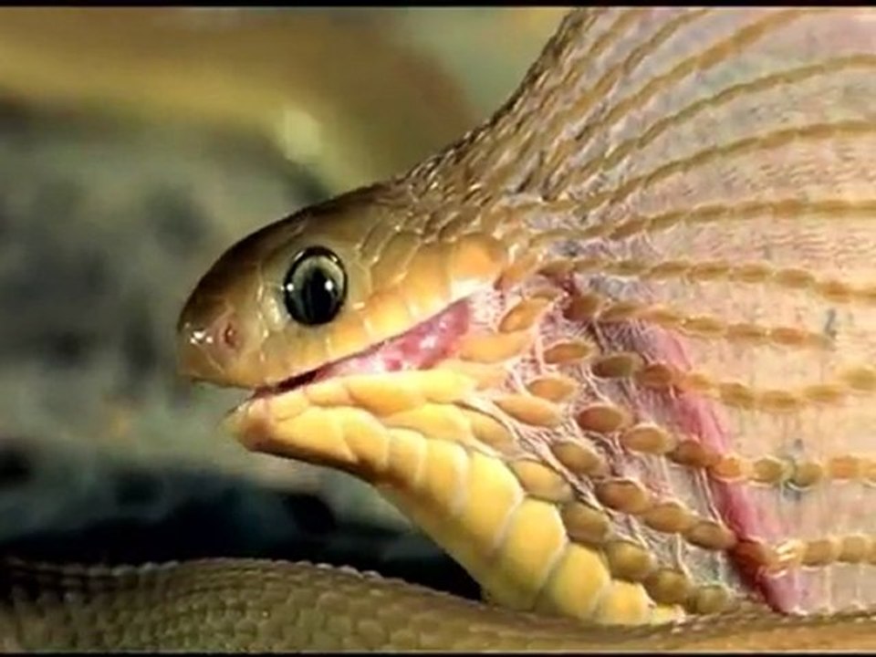 Serpent et un lourd repas