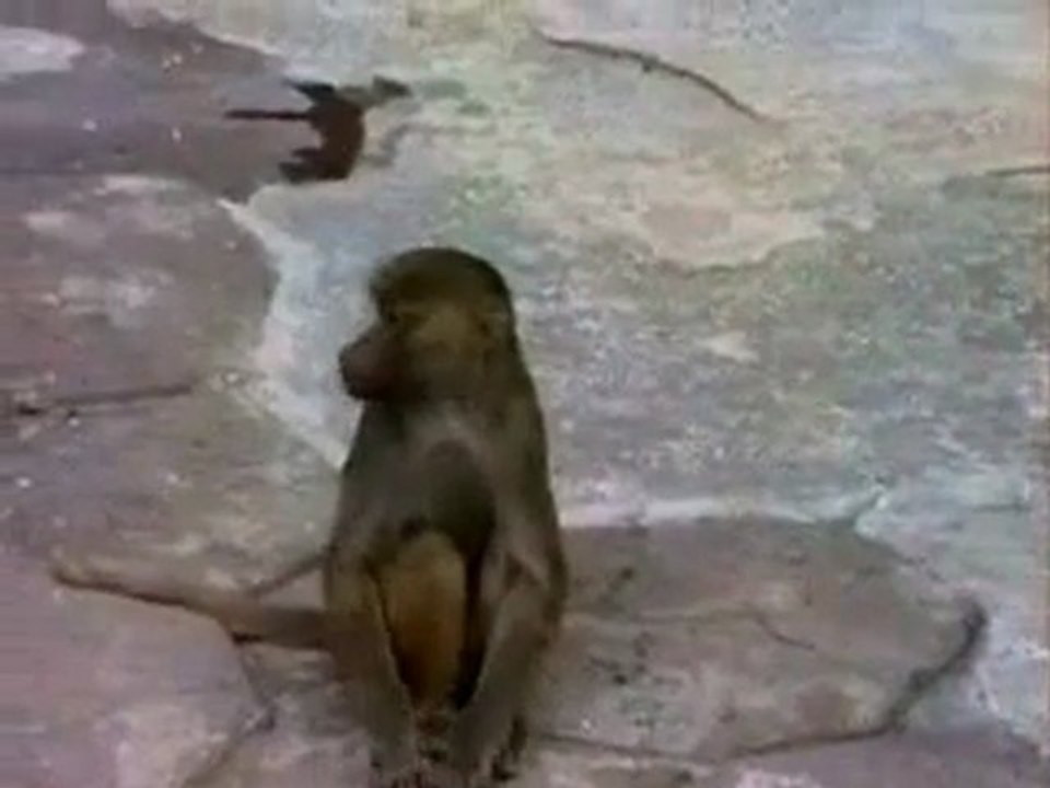 Singe