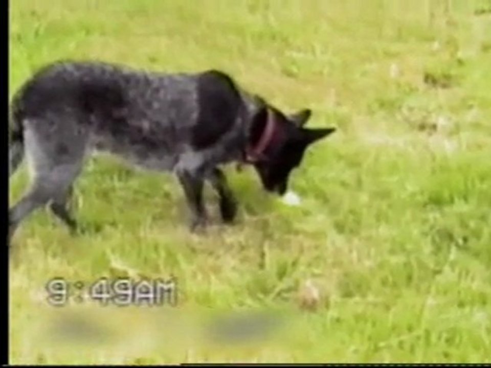 Smartdog