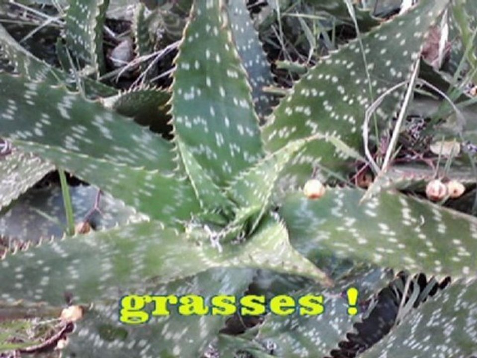 El primavera