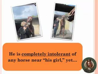 World's Smartest Horse Passes Self-Awareness Test