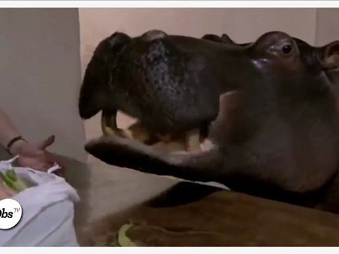 Zapping décalé : l'hippopotame, le nouvel animal de compagnie à la mode